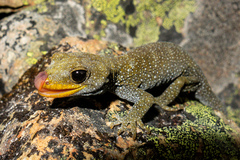 Mokopirirakau galaxias