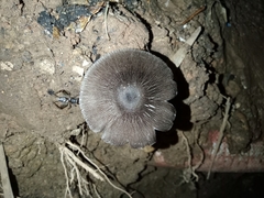 Volvariella volvacea