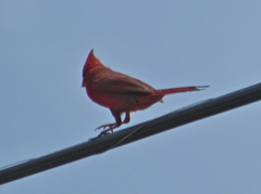 Cardinalis cardinalis