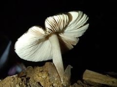Volvariella volvacea