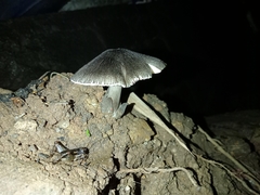 Volvariella volvacea
