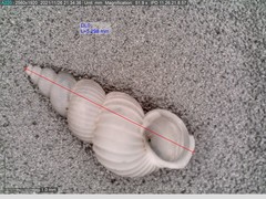 Epitonium multistriatum