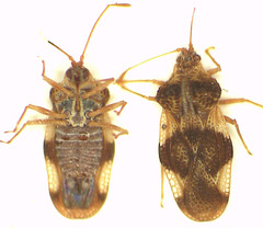 Cysteochila tricolor