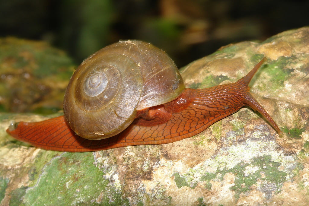 Hemiplecta