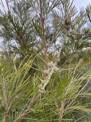 Grevillea whiteana