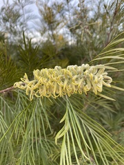 Grevillea whiteana