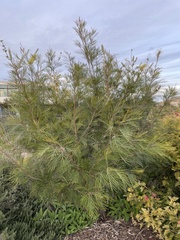 Grevillea whiteana