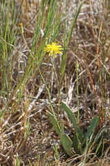 Crepis runcinata glauca