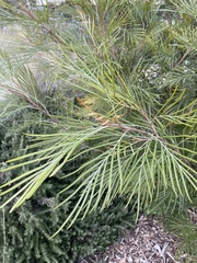 Grevillea whiteana