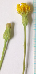 Crepis runcinata glauca