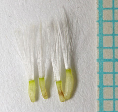 Crepis runcinata glauca