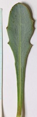 Crepis runcinata glauca