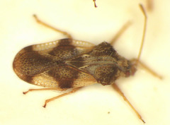 Cysteochila tricolor