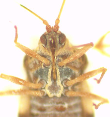 Cysteochila tricolor