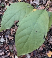 Styracaceae