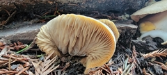 Lentinellus flabelliformis
