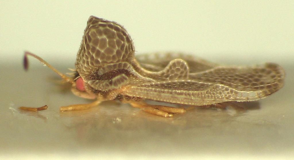 Hypsipyrgias