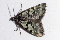 Dichromodes gypsotis