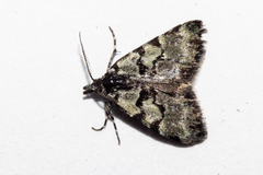Dichromodes gypsotis