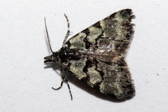 Dichromodes gypsotis