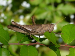 Schistocerca impleta