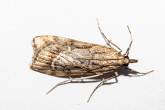 Eudonia chalara