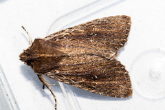 Ichneutica infensa