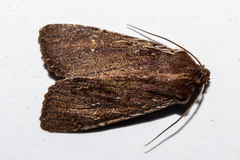 Ichneutica infensa