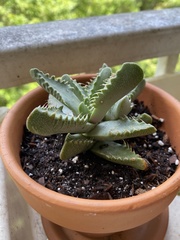 Faucaria