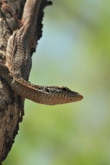 Varanus