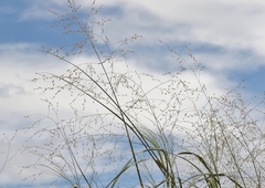 Sporobolus flexuosus