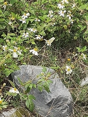 Leptophobia aripa elodia