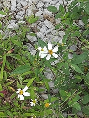 Leptophobia aripa elodia