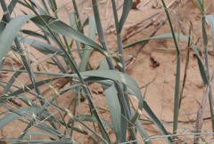 Sporobolus flexuosus