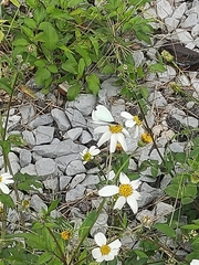 Leptophobia aripa elodia