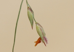 Sporobolus flexuosus