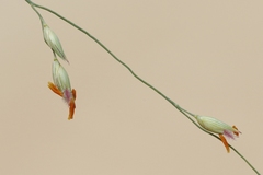 Sporobolus flexuosus