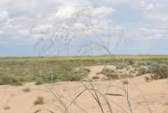 Sporobolus flexuosus