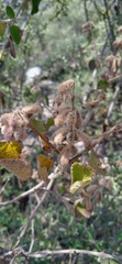 Salvia lasiantha