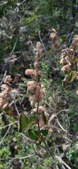 Salvia lasiantha