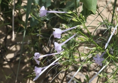 Ipomopsis longiflora longiflora