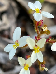Stylidium piliferum