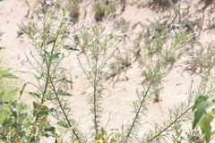 Ipomopsis longiflora longiflora