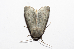 Physetica caerulea