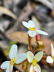 Stylidium piliferum