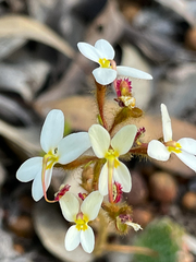 Stylidium piliferum