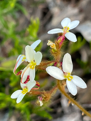 Stylidium piliferum
