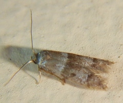 Blastobasis pulchella