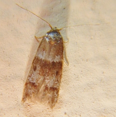 Blastobasis pulchella
