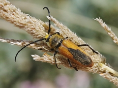 Crossidius suturalis